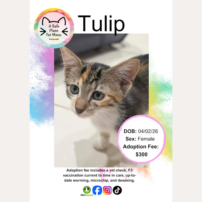 Photo of Tulip