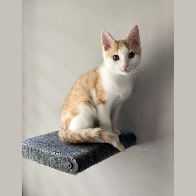 Photo of Lil'guine