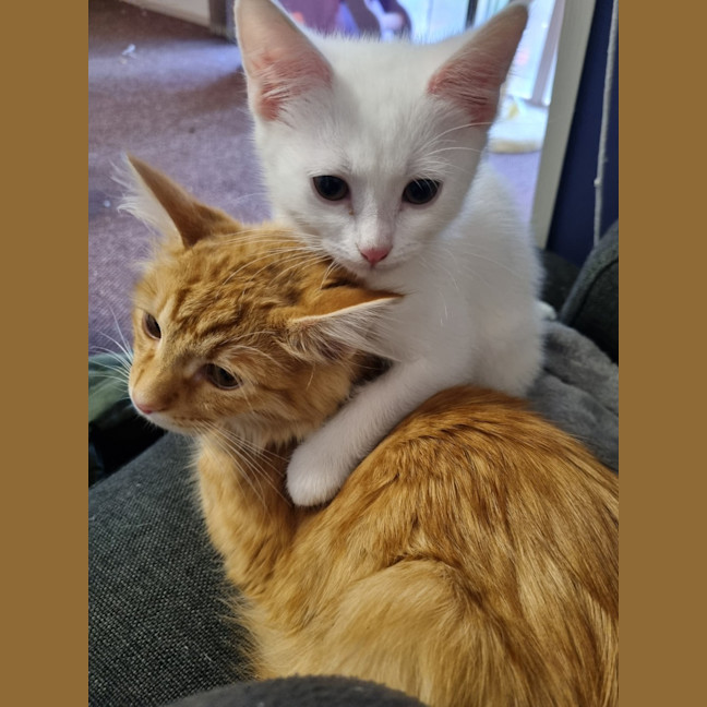 Photo of Finnick 💙