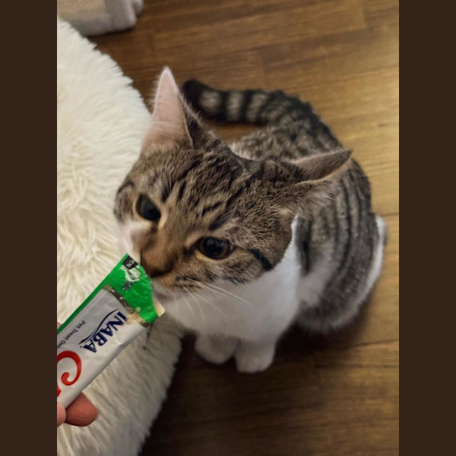 Photo of Cookie