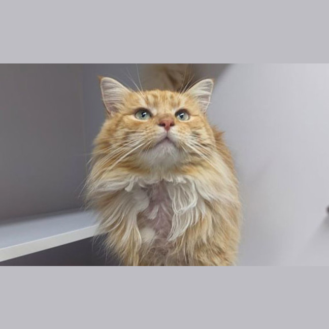 Photo of Dennis