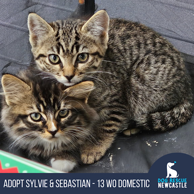 Photo of Sylvie & Sebastian 🐱🐱 Kittens