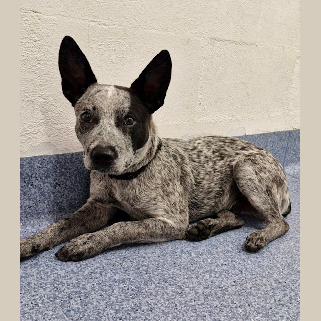 Photo of D1146 Bluey