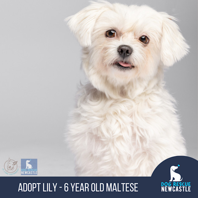 Photo of Lily   6 Year Old Maltese (Trial)