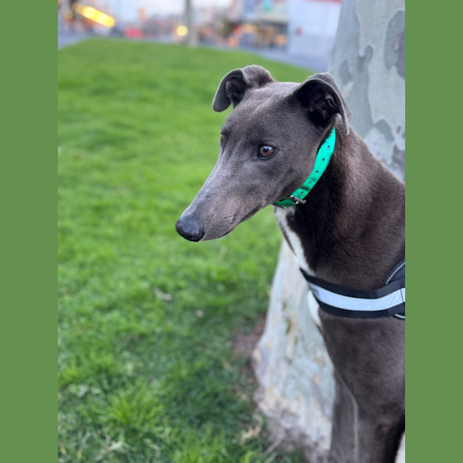 Photo of Tommy
