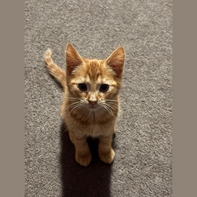 Photo of Wally West **2nd Chance Cat Rescue**