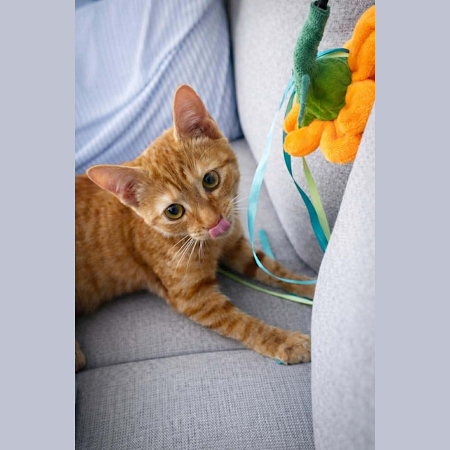 Photo of Pumpkin Pie