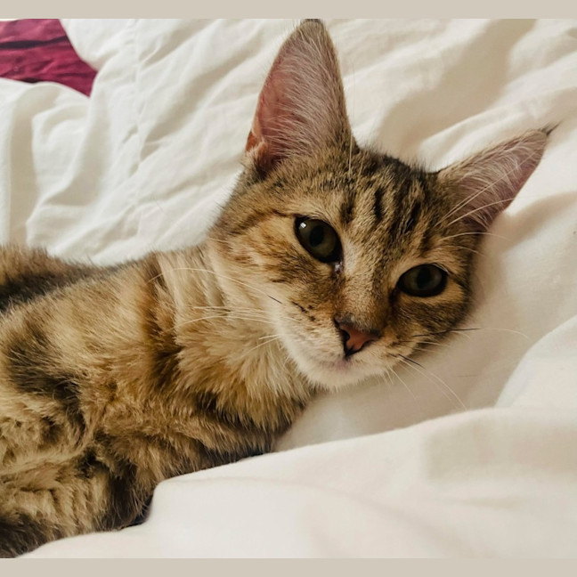 Photo of Chloe   Located In Wallan