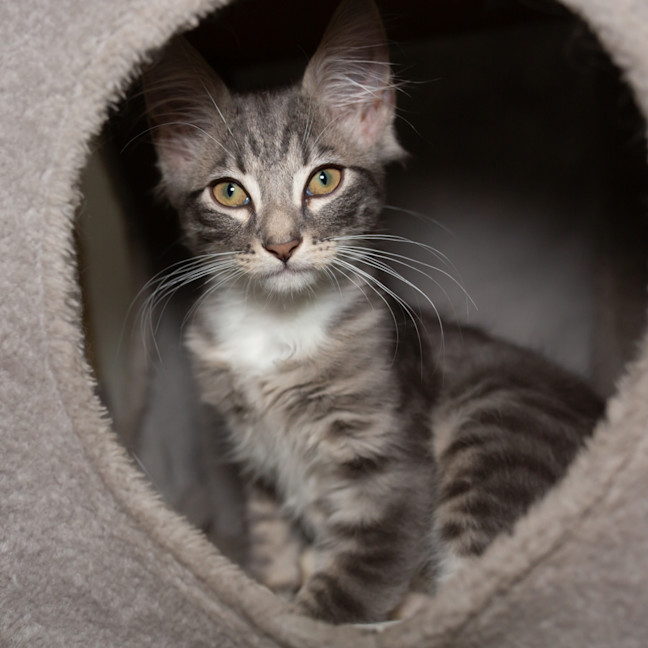 Photo of Nyx