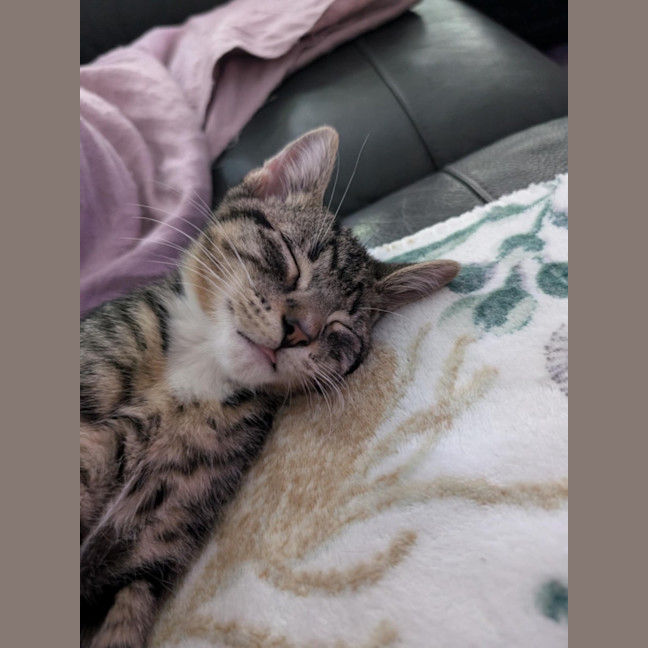 Photo of Murray Meet Me@Petstock Mornington Nepean Hwy