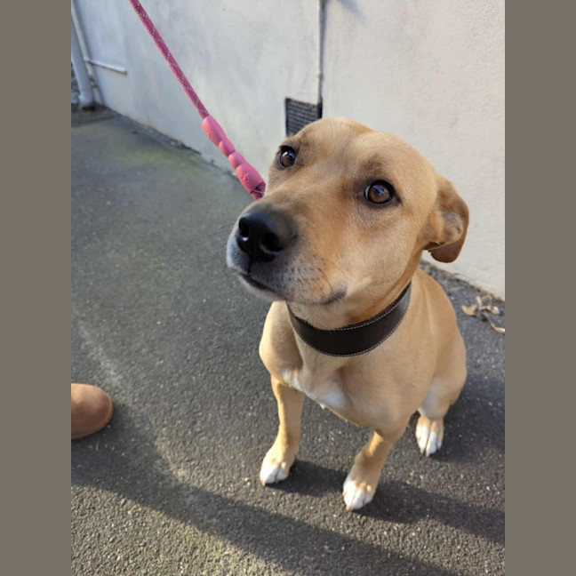 Photo of Apple Crumble