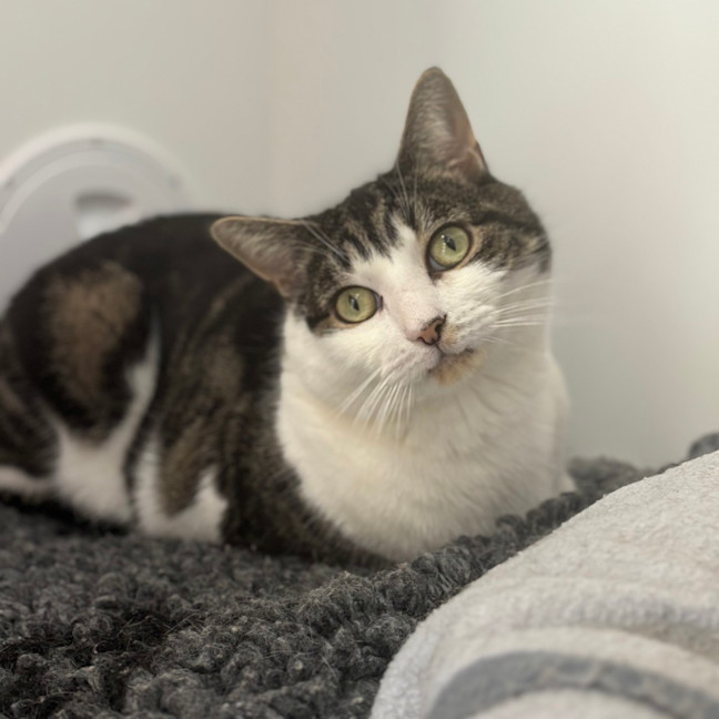 Photo of Pepe Silvia