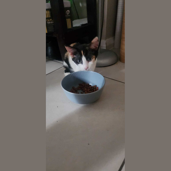 Photo of Calypso 