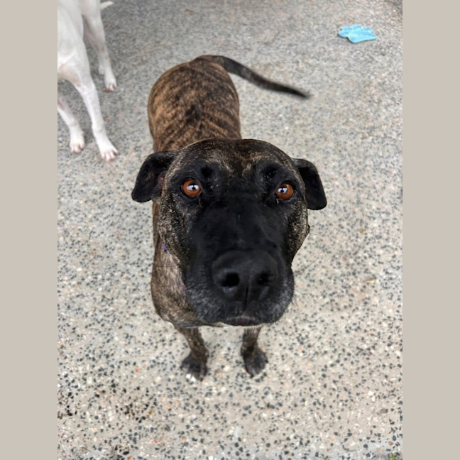 Photo of Brynn *$350 Adoption Fee*