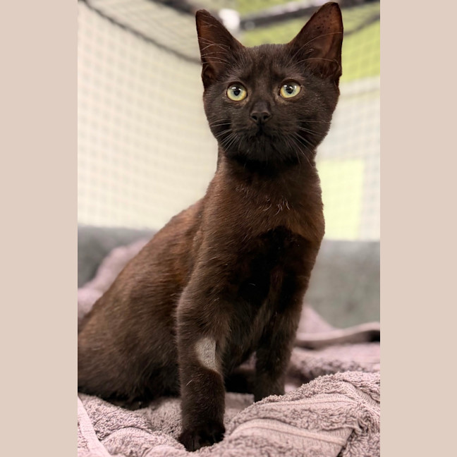 Photo of Nyx 