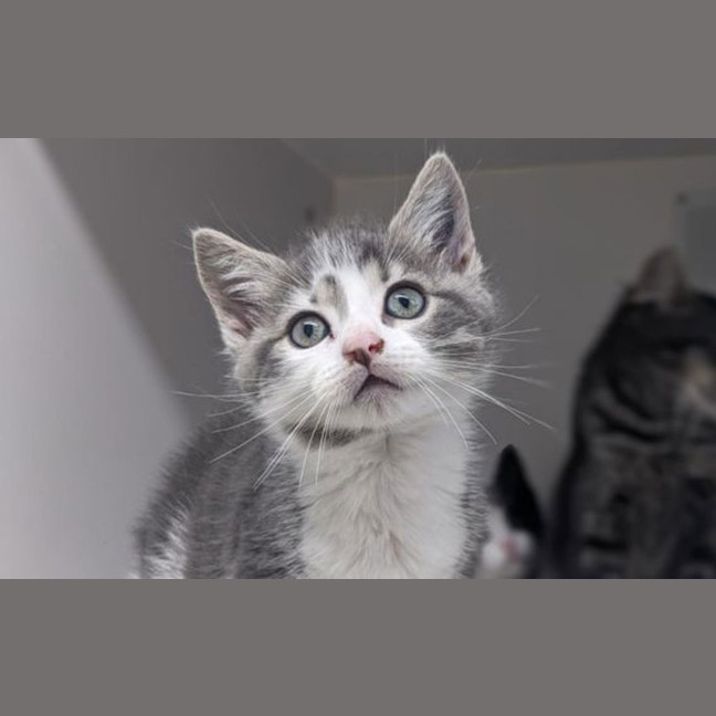 Photo of Lamington 