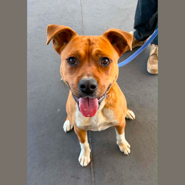 Photo of Brutus *$350 Adoption Fee* 