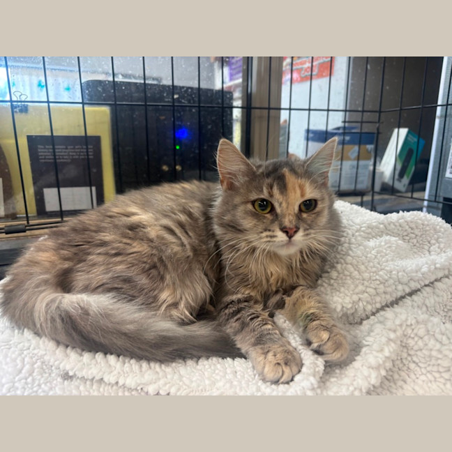 Photo of Pumpkin 
