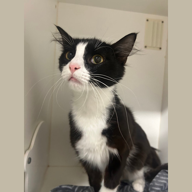 Photo of Mittenz