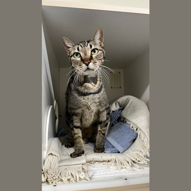 Photo of Toby