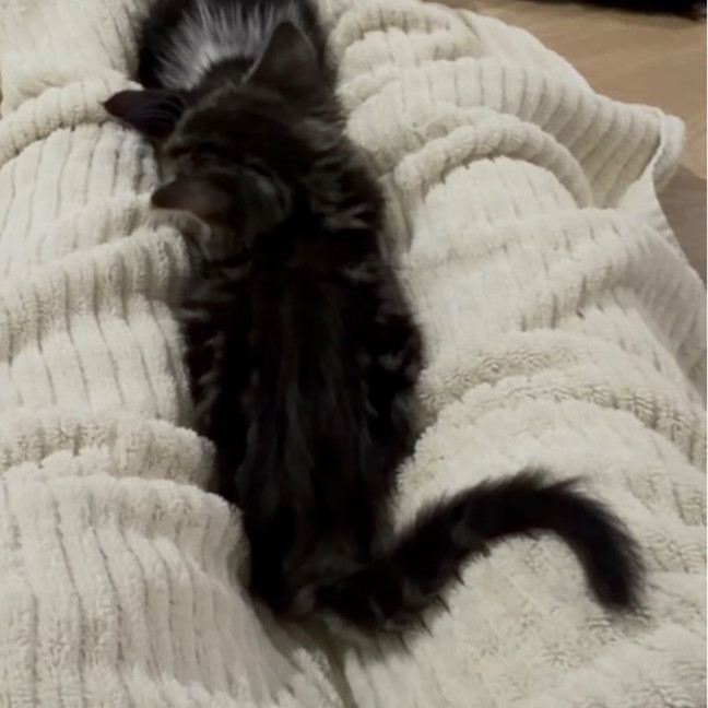 Photo of Teddy
