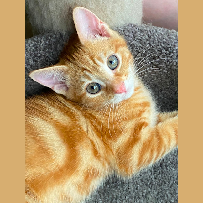 Photo of Spice Chai Meet Me At Pet Stock Carrum Downs