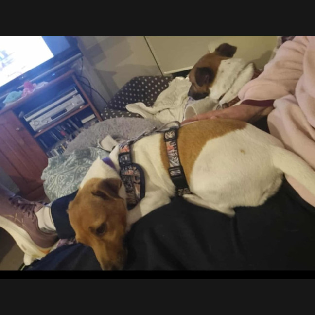 Photo of Leyla And Bender