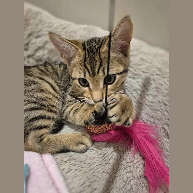 Photo of Teddy