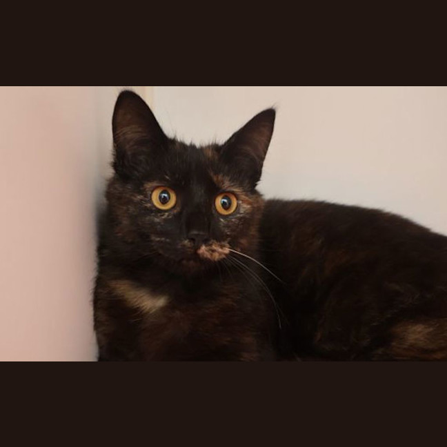Photo of Lily