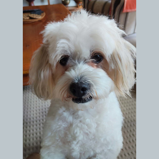 Photo of Cookie 🍪 