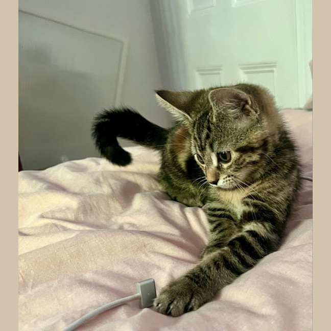 Photo of Poppy