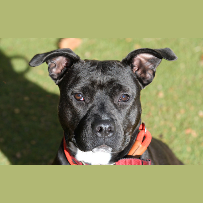 Photo of Pip
