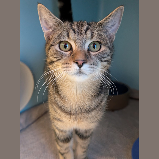 Photo of Tonka