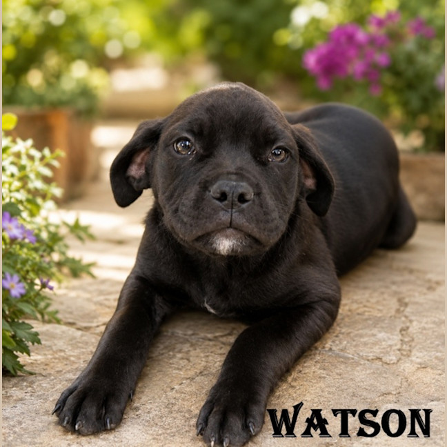 Photo of Watson