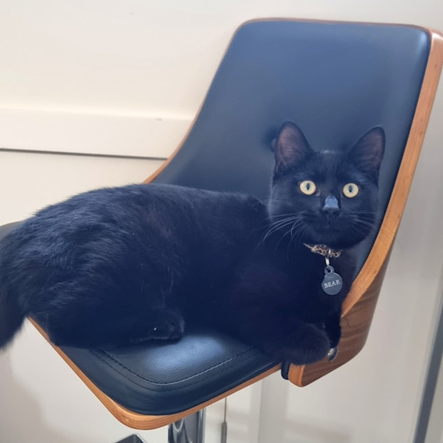 Photo of Bear
