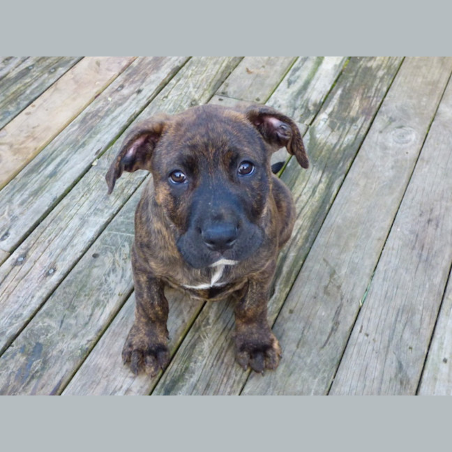 Photo of Charlie/Hank 