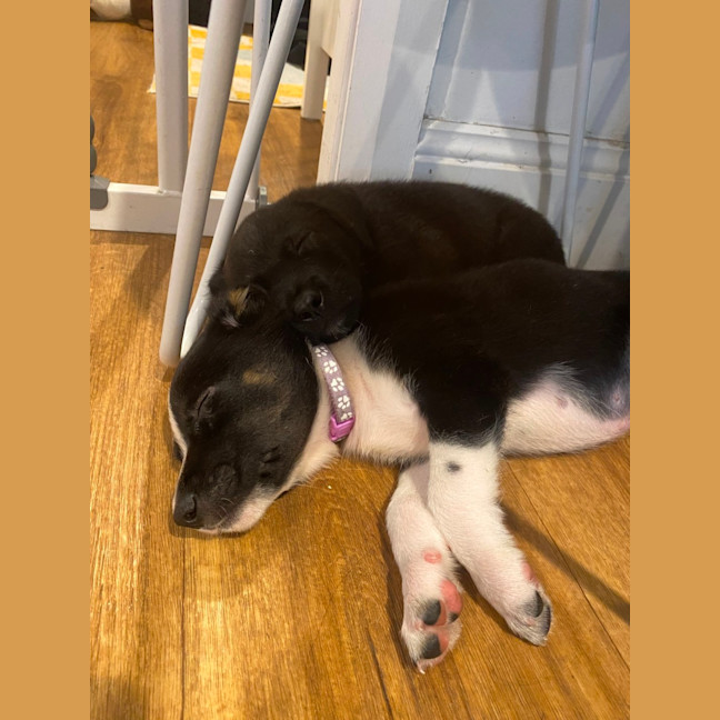 Photo of Taz   8 Week Old Cattle Dog X Kelpie