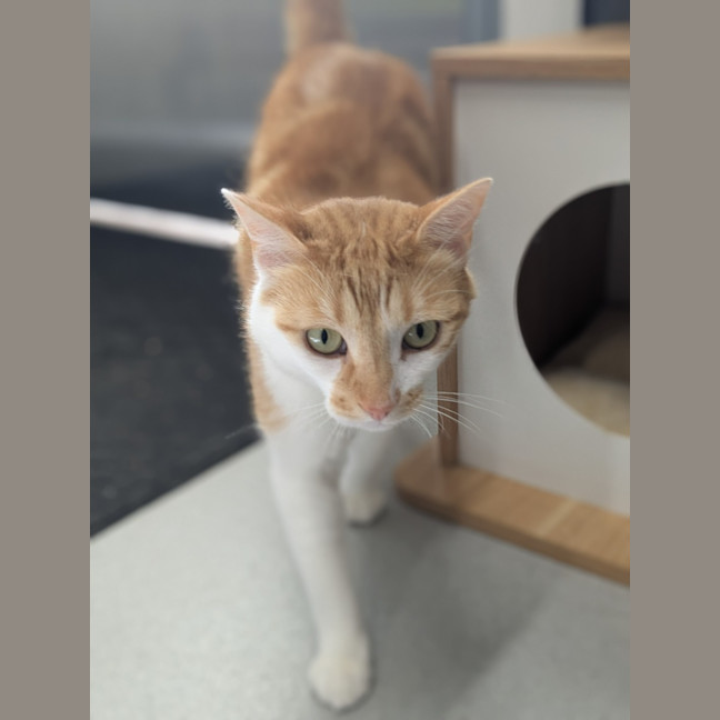 Photo of 🦗 Cricket 5756 🦗