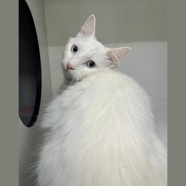 Photo of Ghostie