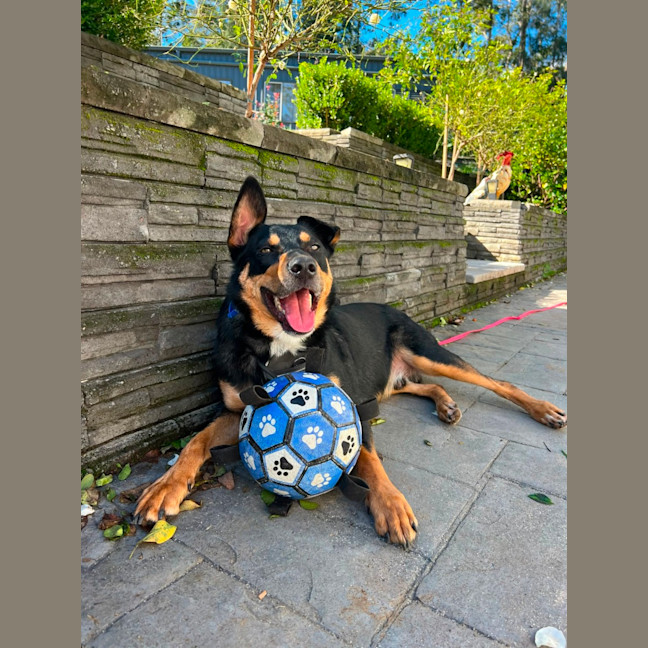 Photo of Draco
