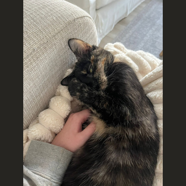 Photo of Meeko