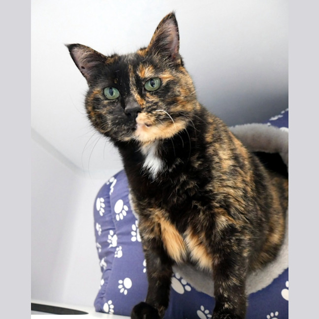 Photo of Pippi Sta015364