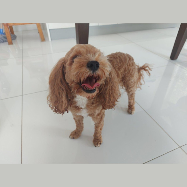 Photo of Sherlock And Willow Picton