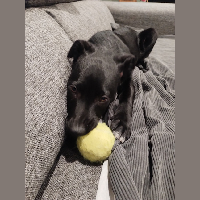 Photo of Nimona   4 Month Old Kelpie X (Trial)