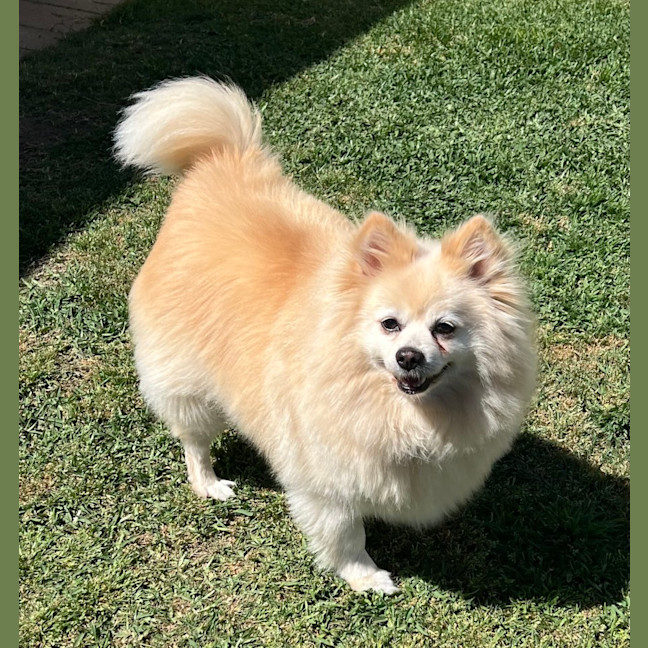 Photo of Daisy   12 Year Old Pomeranian 