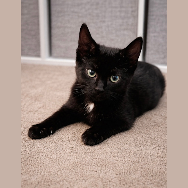 Photo of Leo And Luna 