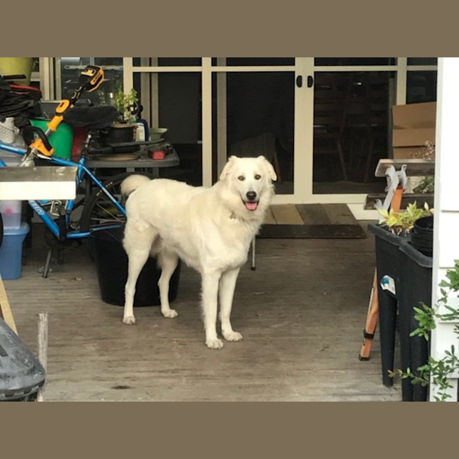Photo of Bailey   14 Month Old Maremma