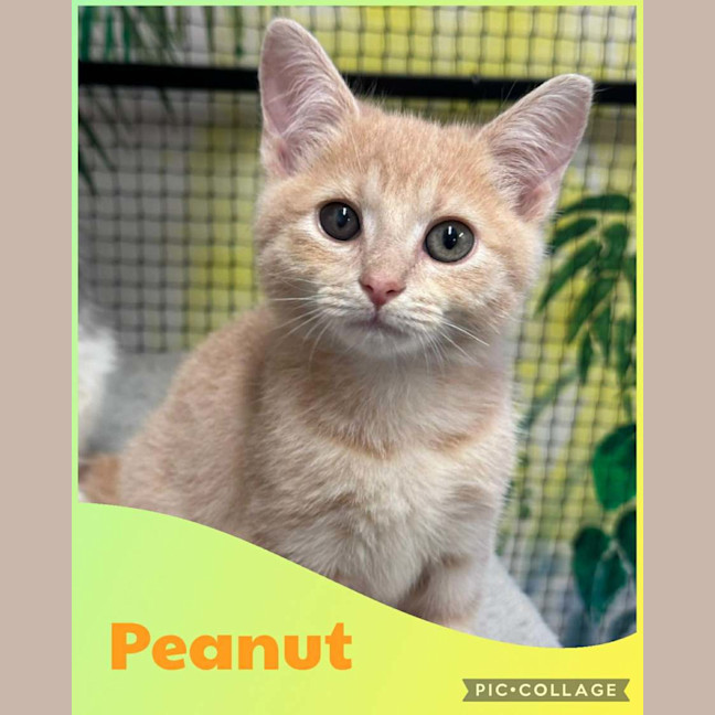 Photo of Peanut