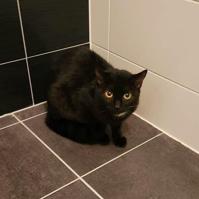 Photo of 10759   Saturn