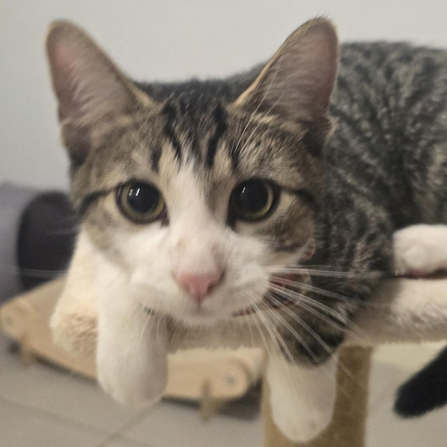 Photo of Hunter